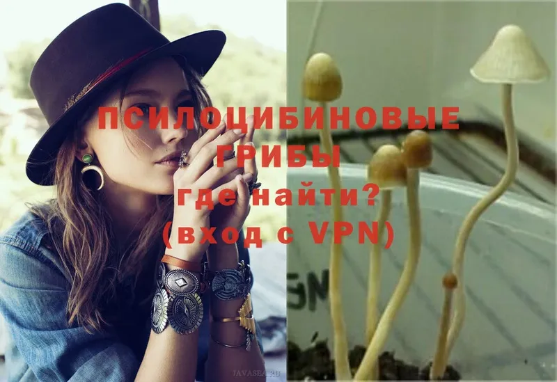 Галлюциногенные грибы Psilocybe  Боготол 